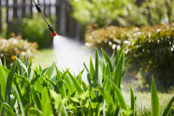 24/7 Emergency Termite Control experts in Lochbuie, CO